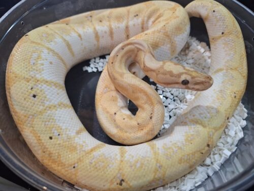 ボールパイソン（バナナスパイダー）約900g オス - 画像 (6)