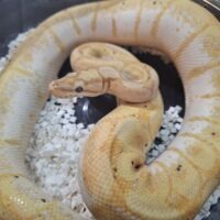 ボールパイソン（バナナスパイダー）約900g オス