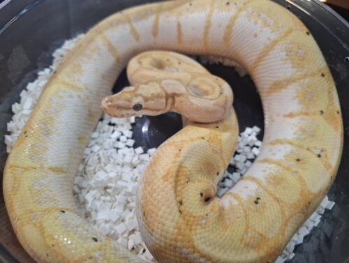 ボールパイソン（バナナスパイダー）約900g オス - 画像 (2)