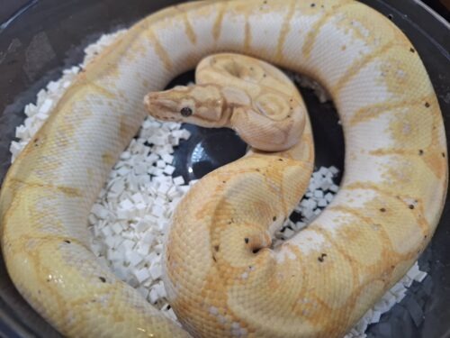 ボールパイソン（バナナスパイダー）約900g オス - 画像 (4)