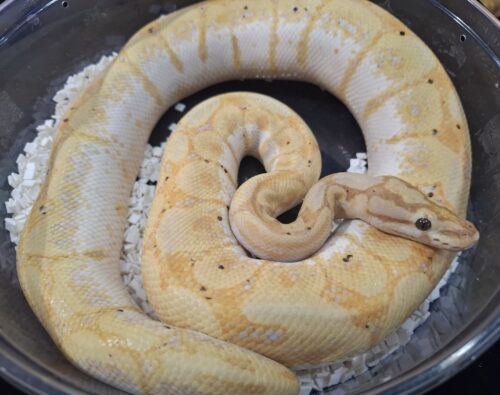 ボールパイソン（バナナスパイダー）約900g オス - 画像 (3)