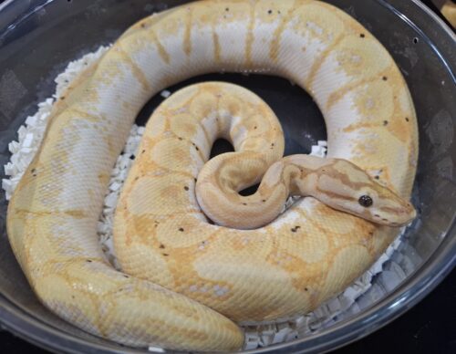 ボールパイソン（バナナスパイダー）約900g オス - 画像 (8)