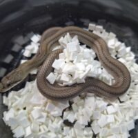 アオダイショウ（パターンレスhet T＋アルビノ）ペア 25CB