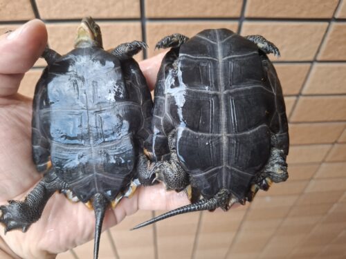 種子島産ニホンイシガメ（甲長約9～10cm） - 画像 (5)