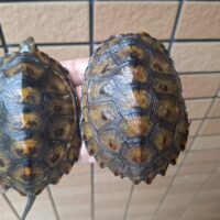 種子島産ニホンイシガメ（甲長約9～10cm）