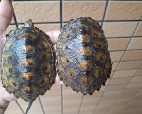 種子島産ニホンイシガメ（甲長約9～10cm） - 画像 (2)