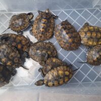 種子島産ニホンイシガメ（甲長約9～10cm）