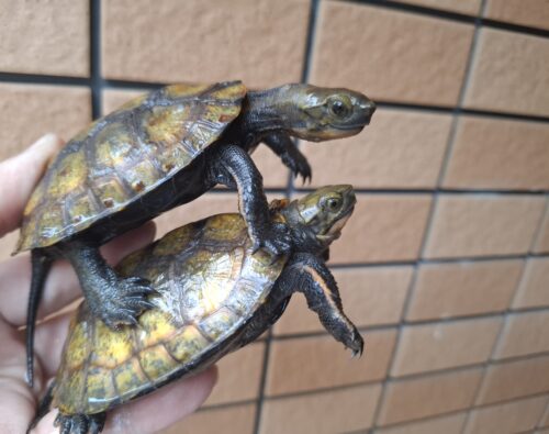 種子島産ニホンイシガメ（甲長約9～10cm） - 画像 (9)
