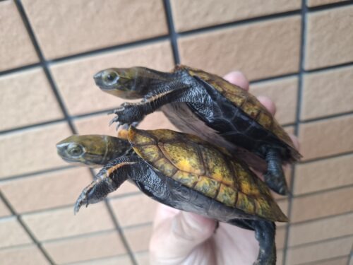 種子島産ニホンイシガメ（甲長約9～10cm） - 画像 (10)