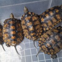 種子島産ニホンイシガメ（甲長約13cm）WC飼込み