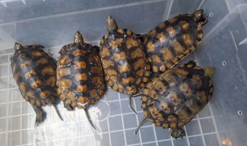種子島産ニホンイシガメ（甲長約13cm）WC飼込み