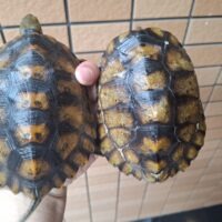 種子島産ニホンイシガメ（甲長約13cm）WC飼込み