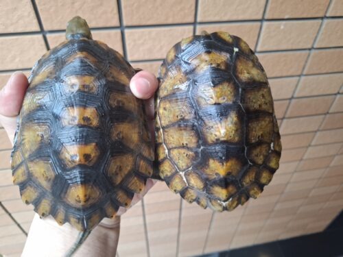 種子島産ニホンイシガメ（甲長約13cm）WC飼込み - 画像 (2)