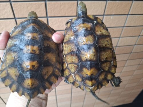 種子島産ニホンイシガメ（甲長約13cm）WC飼込み - 画像 (3)