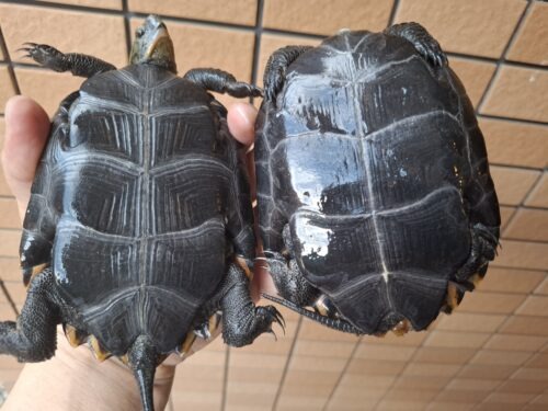 種子島産ニホンイシガメ（甲長約13cm）WC飼込み - 画像 (4)