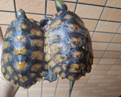種子島産ニホンイシガメ（甲長約13cm）WC飼込み - 画像 (5)