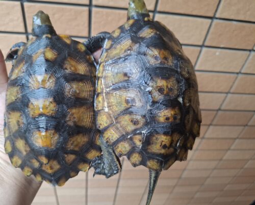 種子島産ニホンイシガメ（甲長約13cm）WC飼込み - 画像 (6)