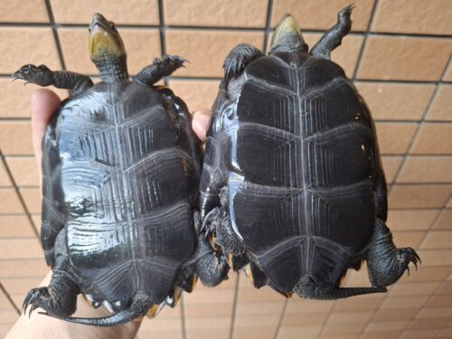 種子島産ニホンイシガメ（甲長約13cm）WC飼込み - 画像 (7)