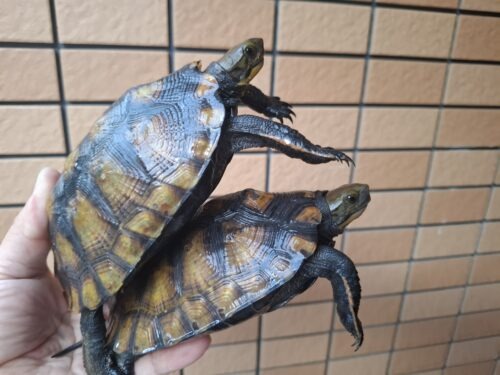 種子島産ニホンイシガメ（甲長約13cm）WC飼込み - 画像 (8)