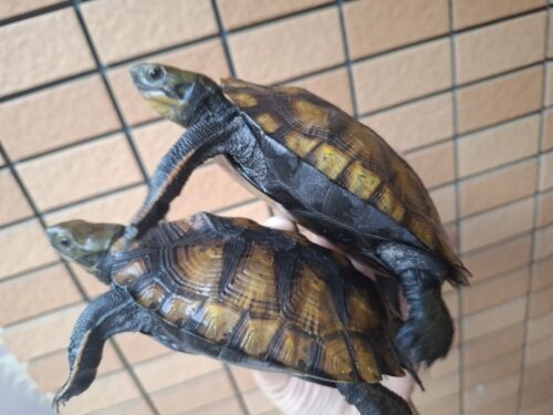 種子島産ニホンイシガメ（甲長約13cm）WC飼込み - 画像 (9)
