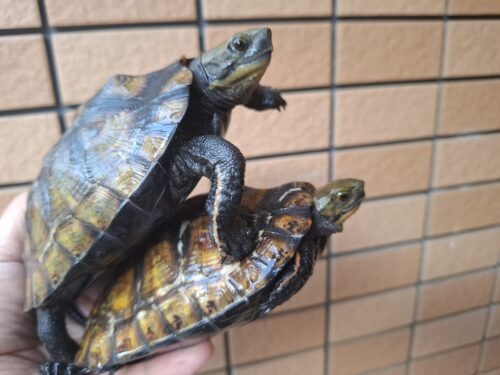 種子島産ニホンイシガメ（甲長約13cm）WC飼込み - 画像 (12)