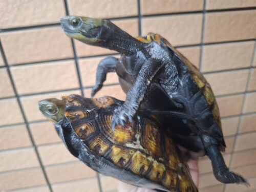 種子島産ニホンイシガメ（甲長約13cm）WC飼込み - 画像 (11)