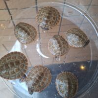 ニシキマゲクビガメ（ハイポ）甲長約4,5～5,5cm （25CB）