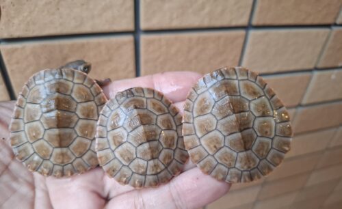 ニシキマゲクビガメ（ハイポ）甲長約4,5～5,5cm （25CB） - 画像 (9)