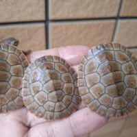 ニシキマゲクビガメ（ハイポ）甲長約4,5～5,5cm （25CB）