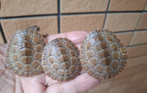 ニシキマゲクビガメ（ハイポ）甲長約4,5～5,5cm （25CB）
