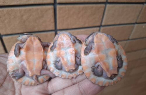 ニシキマゲクビガメ（ハイポ）甲長約4,5～5,5cm （25CB） - 画像 (10)