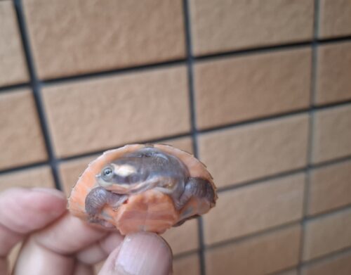 ニシキマゲクビガメ（ハイポ）甲長約4,5～5,5cm （25CB） - 画像 (3)