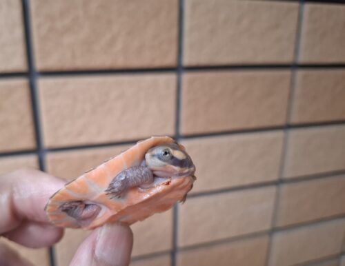ニシキマゲクビガメ（ハイポ）甲長約4,5～5,5cm （25CB） - 画像 (4)