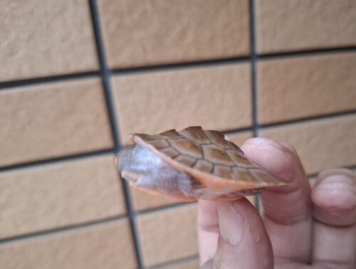 ニシキマゲクビガメ（ハイポ）甲長約4,5～5,5cm （25CB） - 画像 (5)