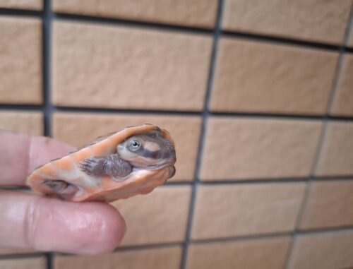 ニシキマゲクビガメ（ハイポ）甲長約4,5～5,5cm （25CB） - 画像 (6)