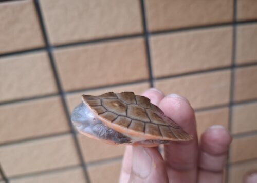 ニシキマゲクビガメ（ハイポ）甲長約4,5～5,5cm （25CB） - 画像 (8)