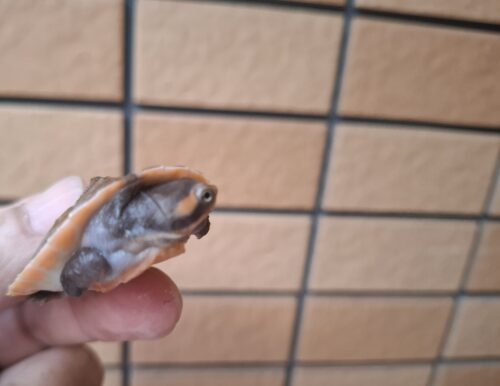 ニシキマゲクビガメ（ハイポ）甲長約4,5～5,5cm （25CB） - 画像 (7)