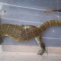 オルナータナイルモニター（全長約90cm）尾先切れ