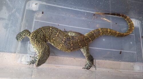オルナータナイルモニター（全長約90cm）尾先切れ - 画像 (3)