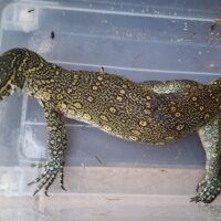オルナータナイルモニター（全長約90cm）尾先切れ
