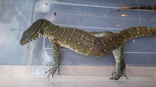 オルナータナイルモニター（全長約90cm）尾先切れ