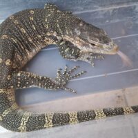 ナイルモニター（全長約110cm）尾切れ