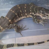 ナイルモニター（全長約110cm）尾切れ