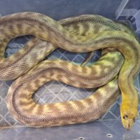 ウォマパイソン（約200cm）メス
