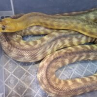 ウォマパイソン（約200cm）メス