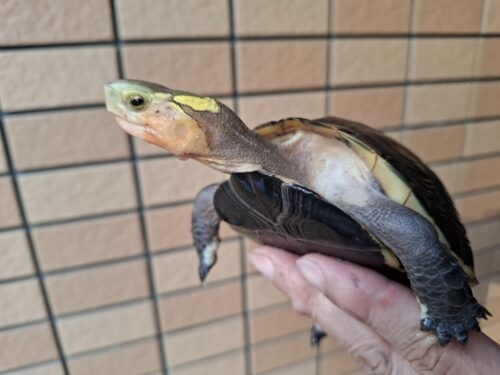 チュウゴクセマルハコガメ（甲長約12cm）メス - 画像 (3)