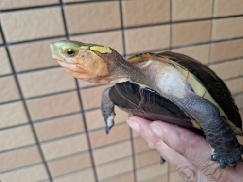 チュウゴクセマルハコガメ（甲長約12cm）メス - 画像 (4)
