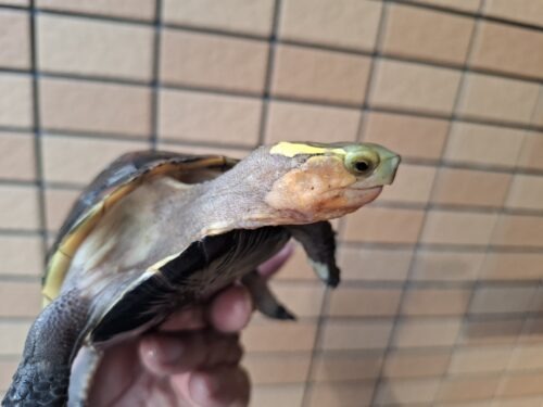 チュウゴクセマルハコガメ（甲長約12cm）メス - 画像 (7)