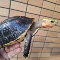 チュウゴクセマルハコガメ（甲長約12cm）メス