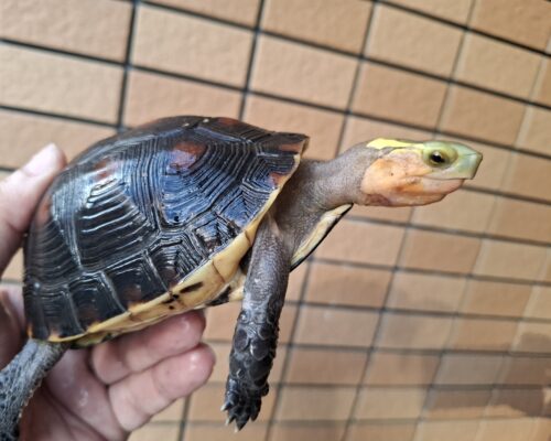 チュウゴクセマルハコガメ（甲長約12cm）メス